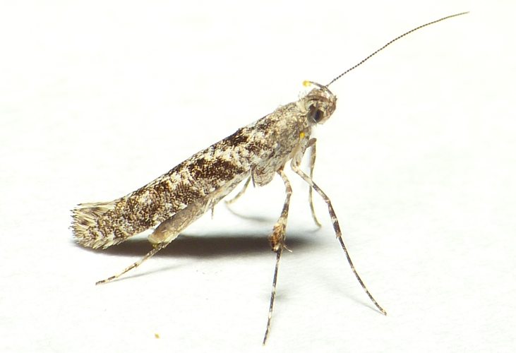 Caloptilia cuculipennella (Hübner, 1796) &copy; Dick Belgers