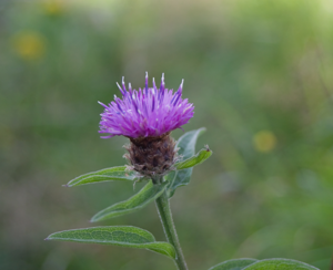 Centaurea nigra-3233.jpg © Julie Anne Workman