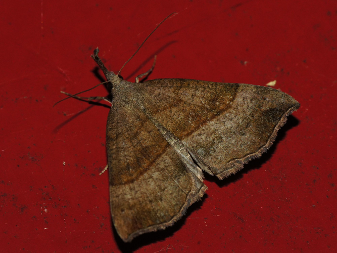 Hypena proboscidalis (Linnaeus, 1758) &copy; Hans Jonkman