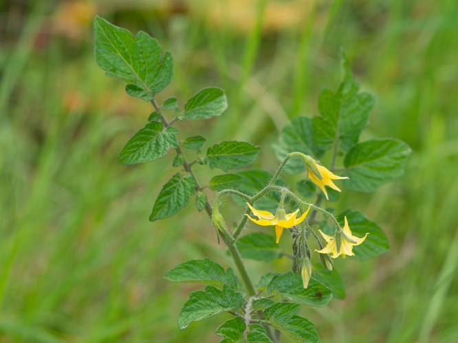 Solanum lycopersicum L., 1753 &copy; Wijnand van Buuren