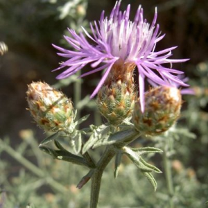 Centaurea paniculata.JPG © Eusebiol
