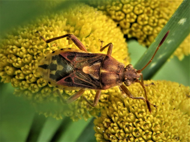 Stictopleurus abutilon (Rossi, 1790) &copy; Martien van den Heuvel