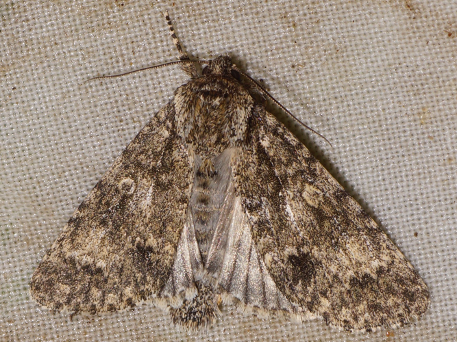 Acronicta megacephala (Denis & Schiffermüller, 1775) &copy; Hans Jonkman