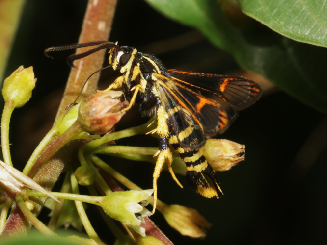 Synanthedon vespiformis (Linnaeus, 1761) &copy; Petra Fleurbaaij