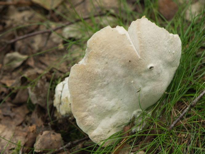 Hypomyces chrysospermus (Bull.) Tul. & C.Tul., 1860 &copy; Wijnand van Buuren