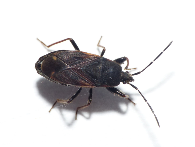 Eremocoris plebejus (Fallén, 1807) &copy; Dick Belgers