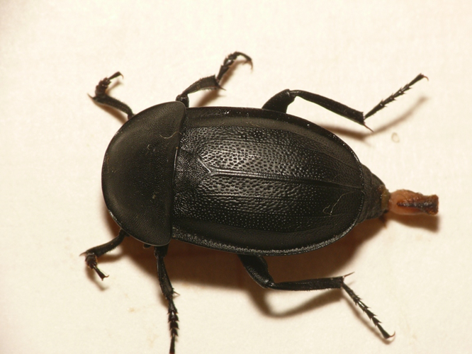 Silpha obscura Linnaeus, 1758 &copy; Dick Belgers