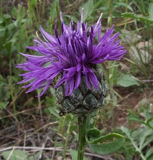 Centaurea scabiosa De prop.jpg © Victor M. Vicente Selvas