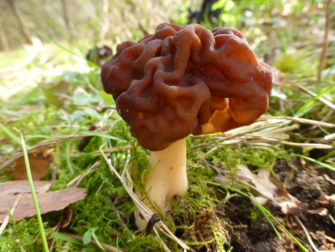 Gyromitra esculenta (Pers.) Fr., 1849 &copy; Tjerk Nawijn