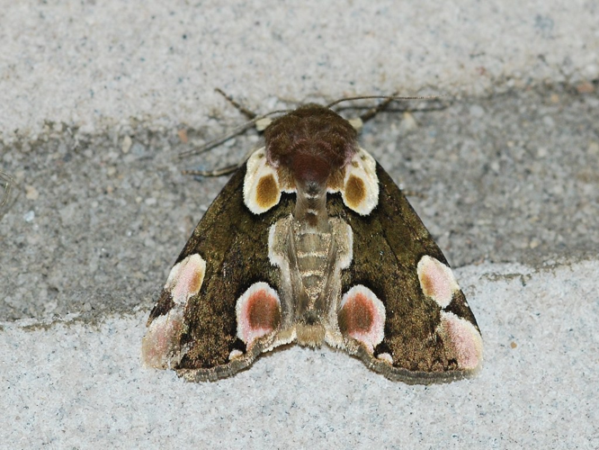 Thyatira batis (Linnaeus, 1758) &copy; Louis Westgeest