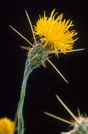Yellow star thistle.jpg © Peggy Greb