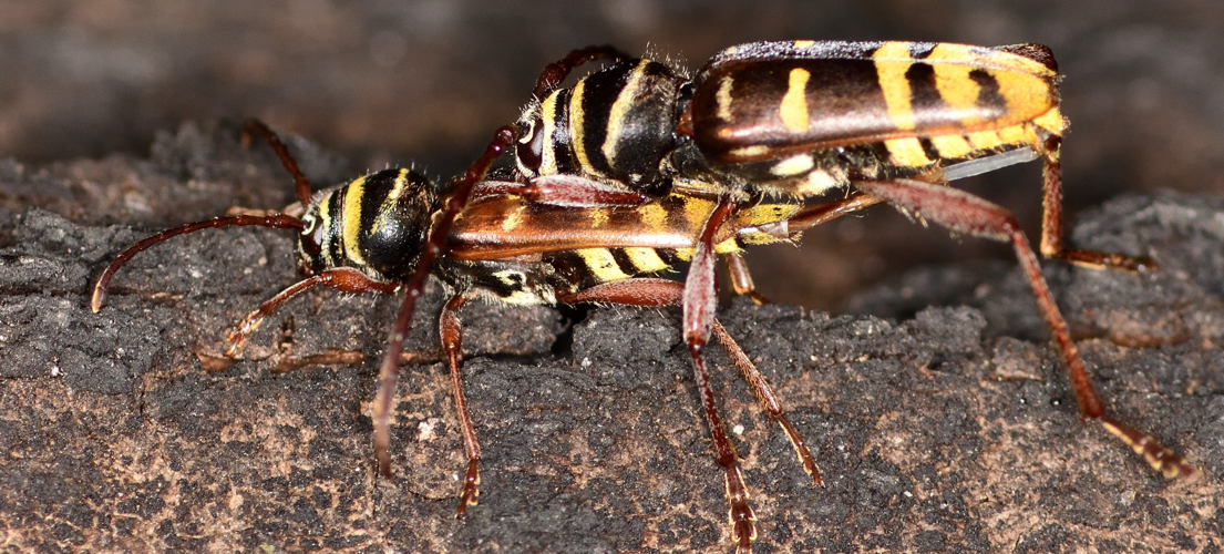 Plagionotus detritus (Linnaeus, 1758) &copy; Gé Driessen