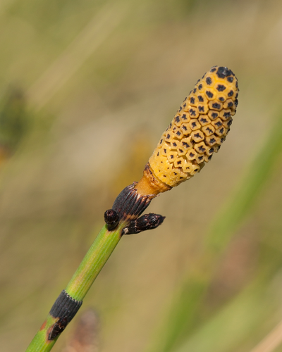 Equisetum x moorei Newman, 1854 &copy; Wijnand van Buuren