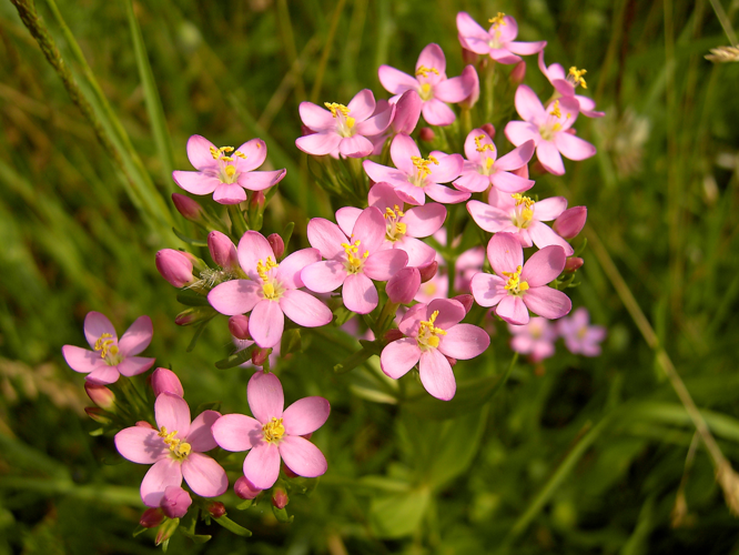 Centaurium erythraea (flowers).jpg &copy; Hans Hillewaert