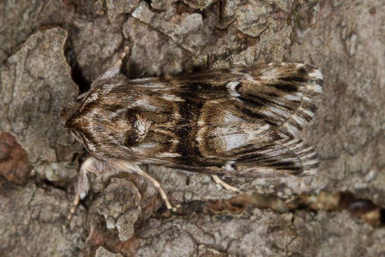 Calophasia lunula (Hufnagel, 1766) &copy; Sandra Lamberts
