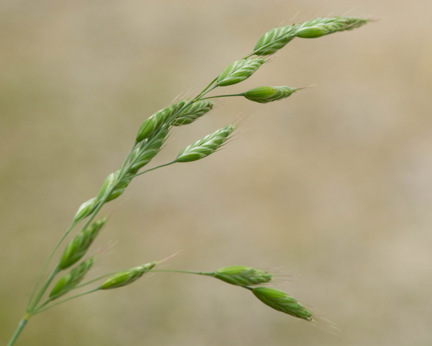 Bromus hordeaceus L., 1753 &copy; Wijnand van Buuren