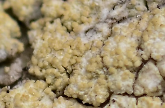 Pertusaria flavida, DMS-9344236 &copy; Jonas Ravn Jensen