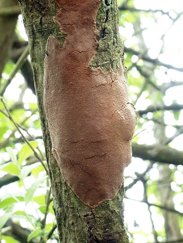 Fomitiporia punctata, JHP-04.025 &copy; MycoKey / Jens H. Petersen