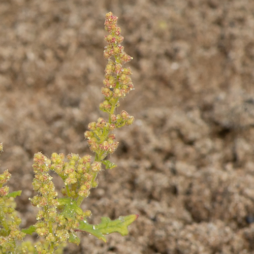Dysphania botrys (L.) Mosyakin & Clemants, 2002 &copy; Wijnand van Buuren