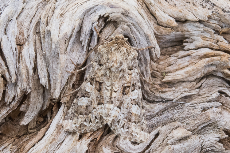 Hadena perplexa (Denis & Schiffermüller, 1775) &copy; Steeman Chris