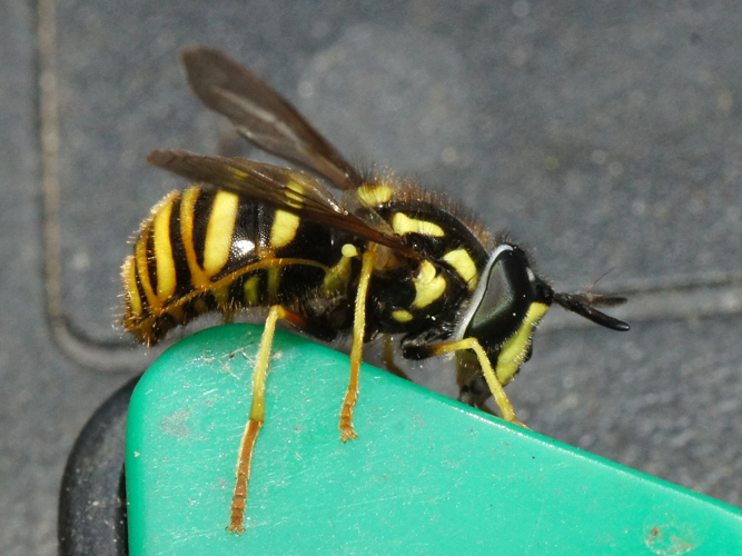 Chrysotoxum arcuatum (Linnaeus, 1758) &copy; Hans Jonkman