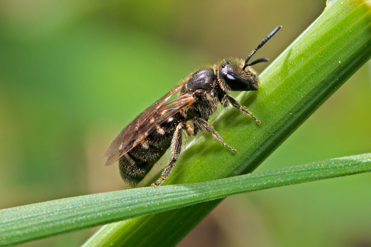 Lasioglossum laticeps (Schenck, 1869) &copy; John Smit