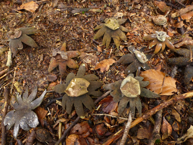 Astraeus hygrometricus (Pers.) Morgan, 1889 &copy; Tjerk Nawijn