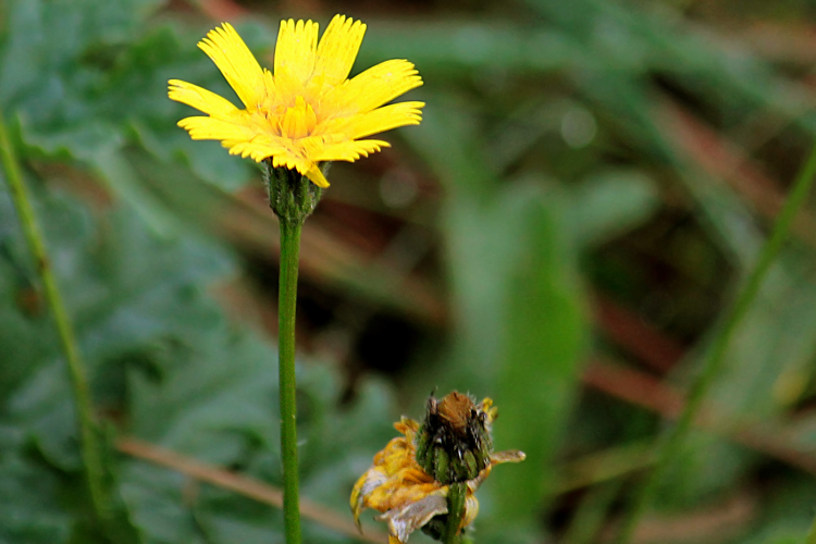 Leontodon saxatilis Lam., 1779 &copy; Annemieke Hoozemans