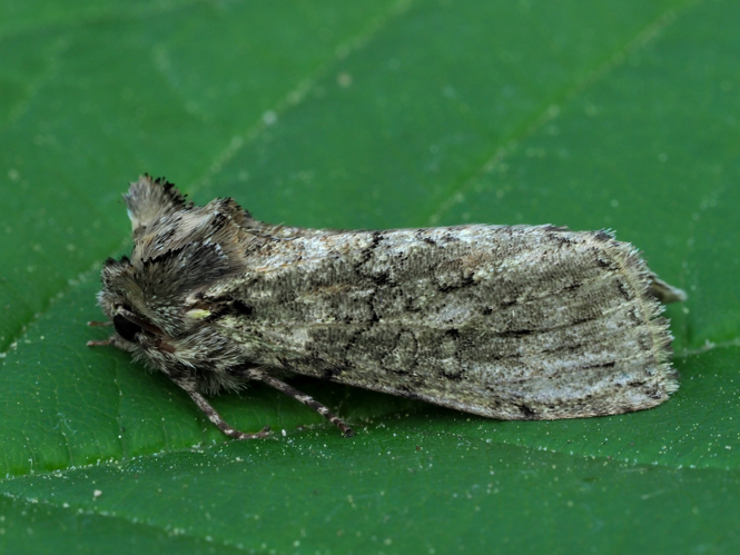 Polyploca ridens (Fabricius, 1787) &copy; Henk van Woerden