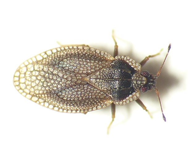 Acalypta parvula (Fallén, 1807) &copy; Dick Belgers