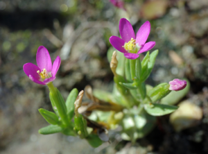 CentauriumPulchellum.jpg © Christian Fischer