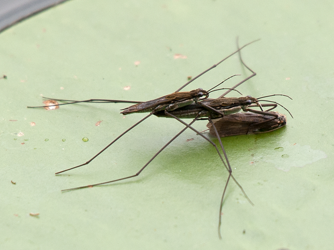 Aquarius paludum (Fabricius, 1794) &copy; Kees Venneker