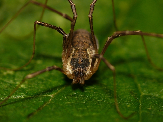 Mitopus morio (Fabricius, 1779) &copy; Dick Belgers