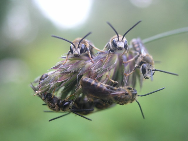 Lasioglossum calceatum (Scopoli, 1763) &copy; Dick Belgers