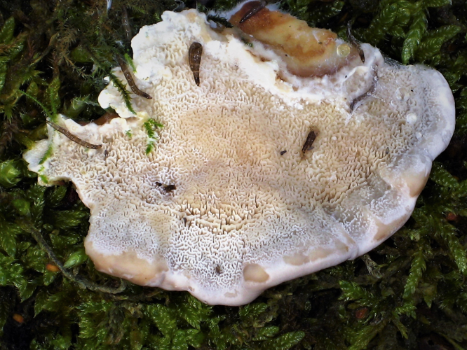 Cerrena unicolor (Bull.) Murrill, 1903 &copy; Martien van den Heuvel