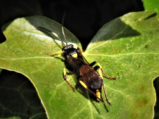 Ichneumon stramentor Rasnitsyn, 1981 &copy; Martien van den Heuvel