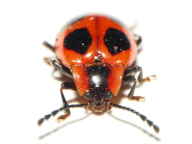 Endomychus coccineus (Linnaeus, 1758) &copy; Dick Belgers