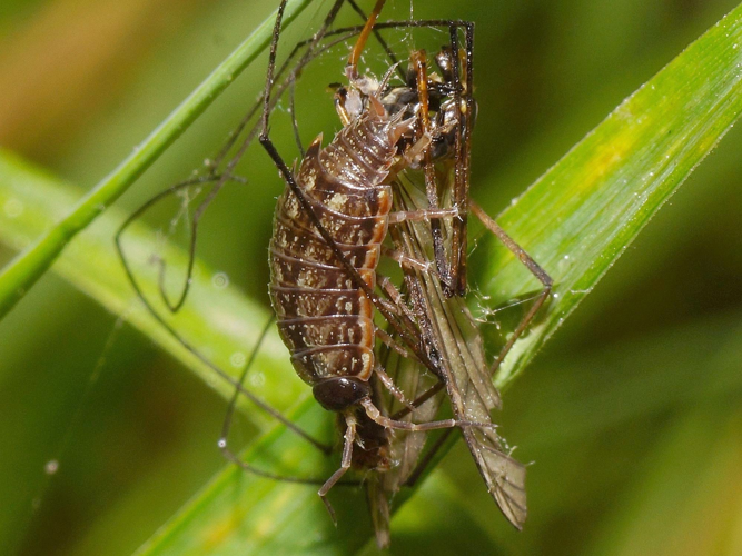 Philoscia muscorum (Scopoli, 1763) &copy; Hans Jonkman