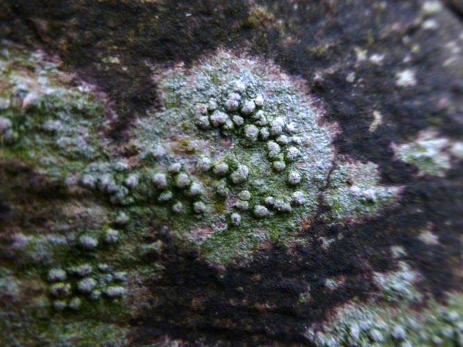 Pertusaria leioplaca (Ach.) DC., 1815 &copy; Sander Pieterse