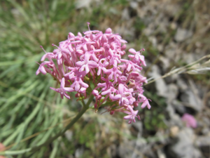 Centranthus lecoqii subsp. lecoqii 4154.JPG © Vachiclub