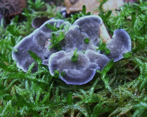 Phellodon niger (Fr.) P.Karst., 1881 &copy; Ab Neutel