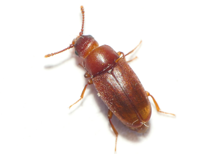 Antherophagus similis Curtis, 1835 &copy; Dick Belgers