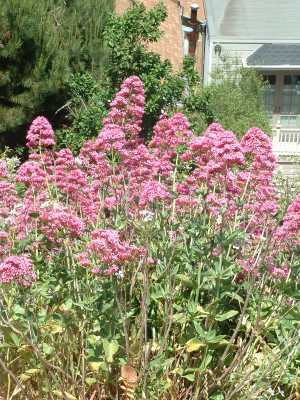 GardenValerian.jpg © Commons