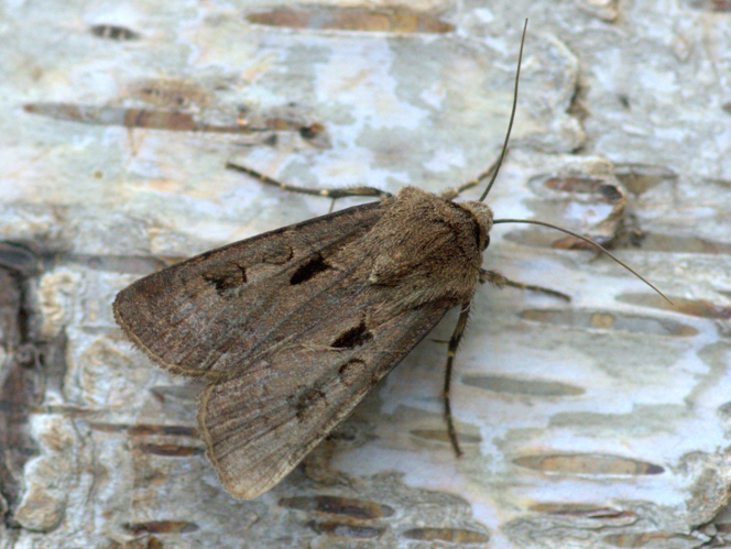 Agrotis exclamationis (Linnaeus, 1758) &copy; Henk van Woerden