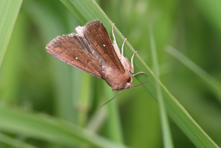 Mythimna albipuncta (Denis & Schiffermüller, 1775) &copy; Marijke Kanters