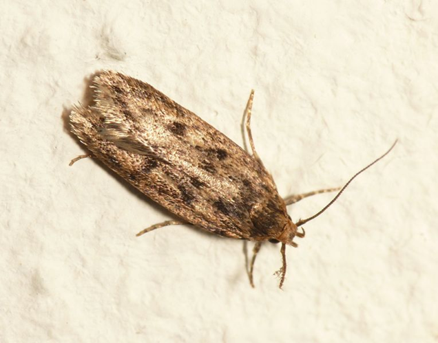 Hofmannophila pseudospretella (Stainton, 1849) &copy; Dick Belgers