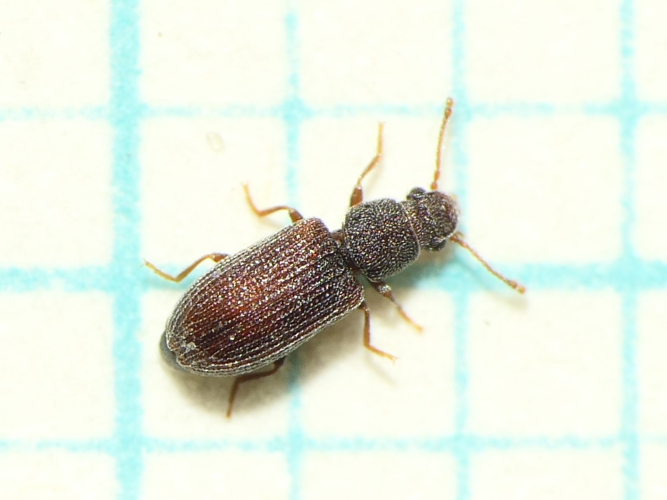 Berginus tamarisci Wollaston, 1854 &copy; Dick Belgers