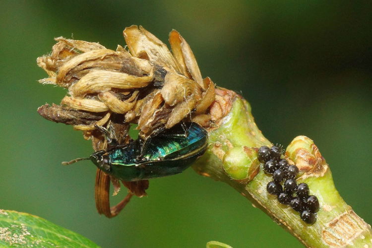Zicrona caerulea (Linnaeus, 1758) &copy; Hans Jonkman