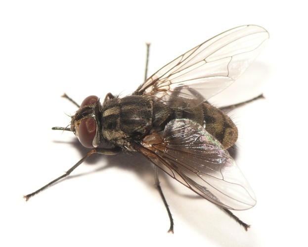 Stomoxys calcitrans (Linnaeus, 1758) &copy; Dick Belgers