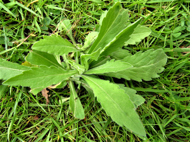 Erigeron sumatrensis Retz., 1810 &copy; Martien van den Heuvel